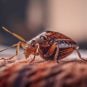 Report: Bedbugs Confirmed at 6 Vegas Strip Casino Resort Over Past 2 Years