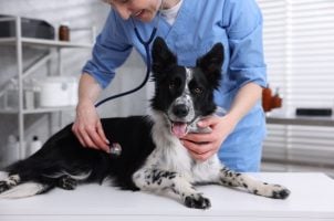 Vet Clinic Manager Embezzled $624,000, Gambled Away Every Cent Online