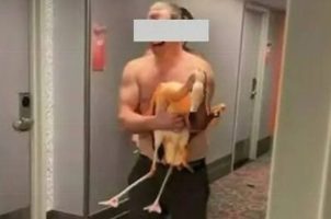 Tourist Who Snatched Flamingo from Las Vegas Resort Found Guilty of Animal Cruelty