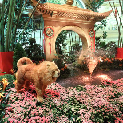 Bellagio Conservatory Chinese New Year of the Dog Entrance 2 to 1 Ratio  Photograph by Aloha Art - Fine Art America