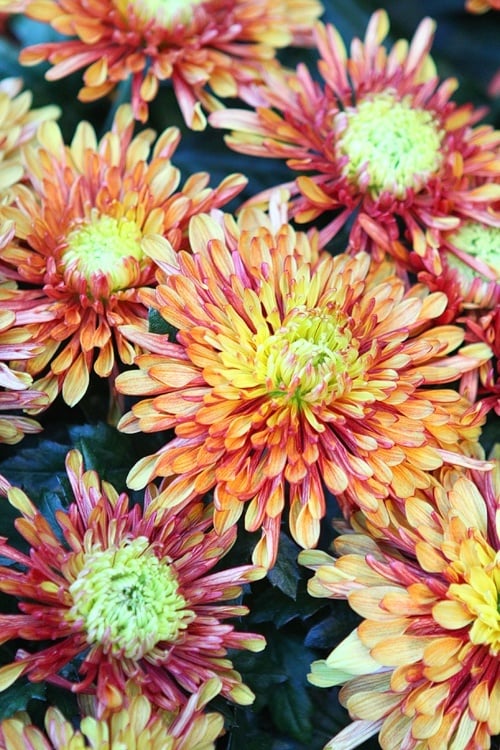 Who could forget the name of this flower, we asked, trying to divert attention away from the fact we forgot the name.