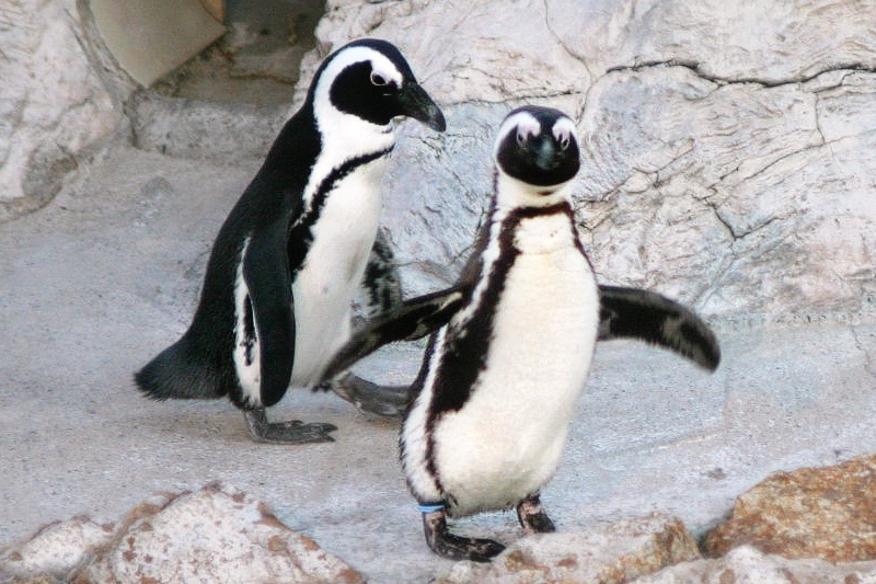 Even Wayne Newton's penguins have flown the coop.