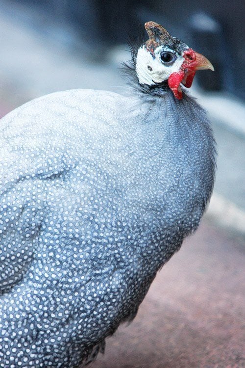 This blog's photo of Turk is the last known image of him.