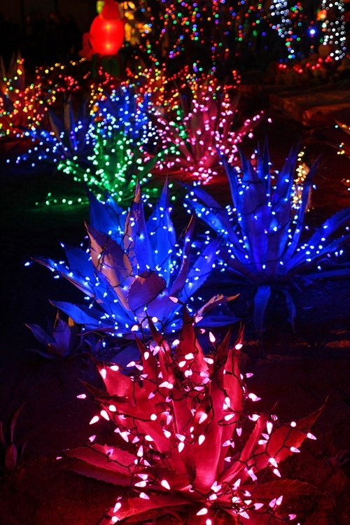 Holiday cactus garden at Ethel M chocolate factory