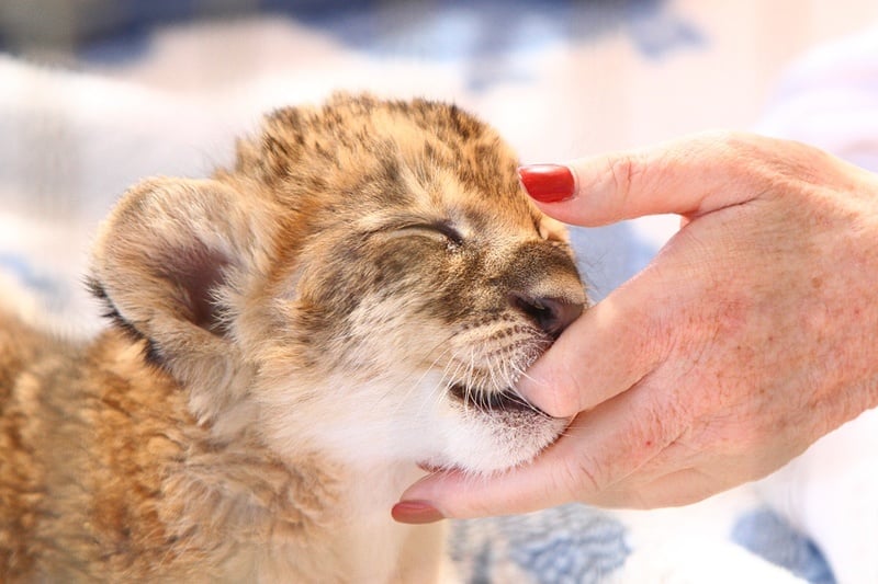 No finger count necessary. The cubs don't have teeth yet.