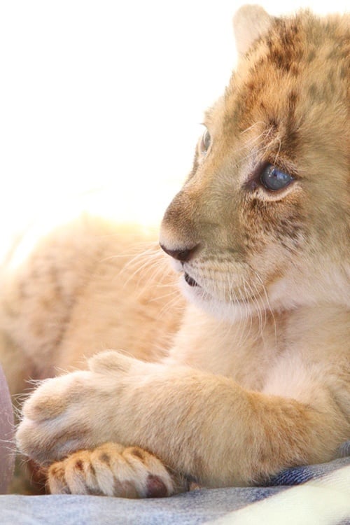 The lion cub version of chillaxing.