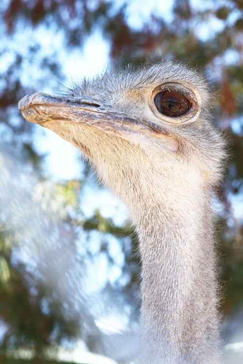 The ostriches seem a little jumpy. We have no idea why.