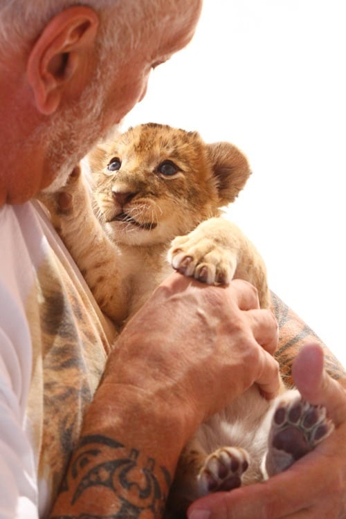 Lion habitat