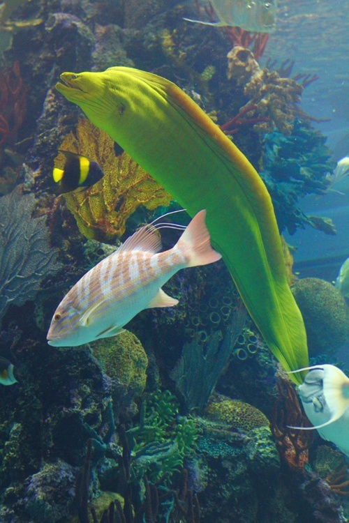green moray eel
