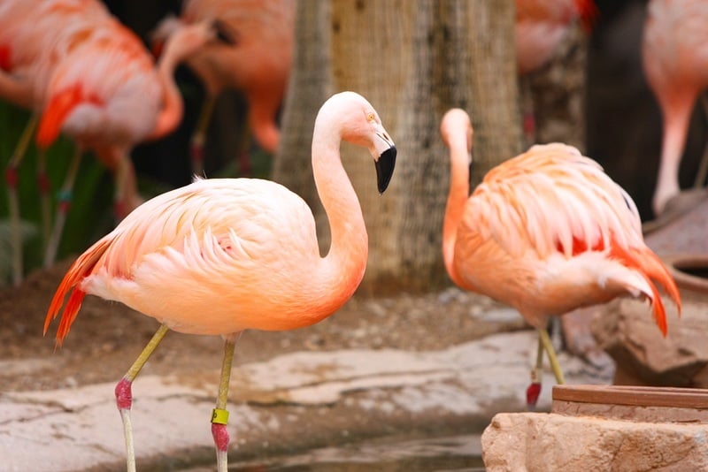 Flamingos