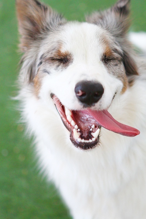 Happy dog