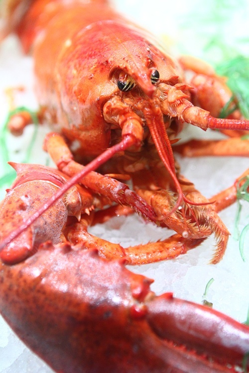 buffet lobster