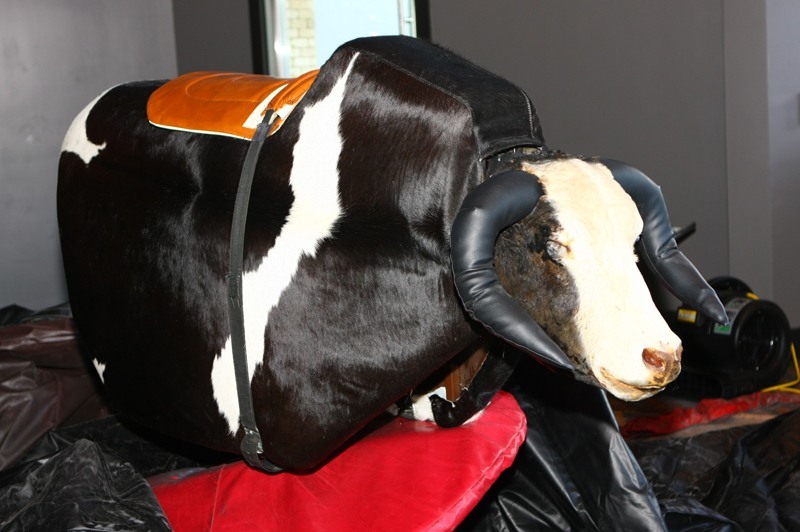 PBR bull