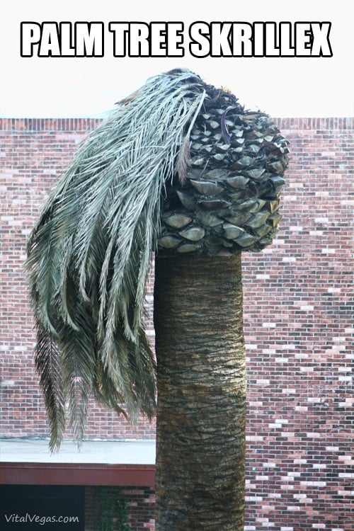 Three Words: Palm. Tree. Skrillex.