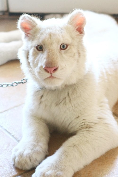 White tiger