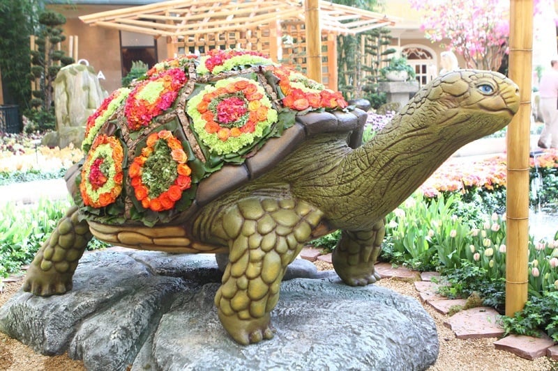 Bellagio turtle