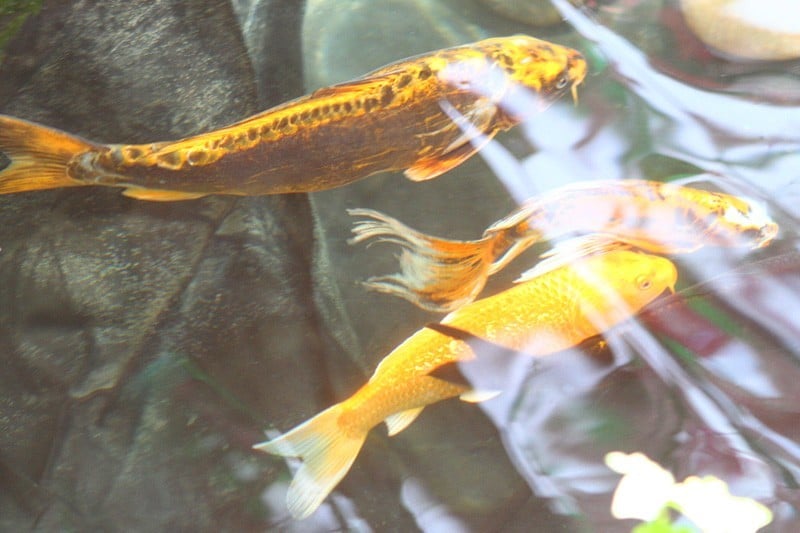 Bellagio koi