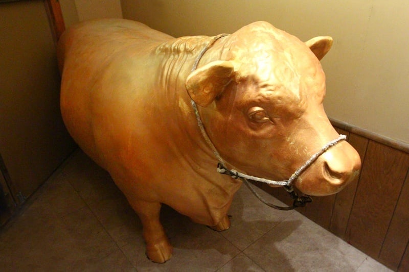 Golden Steer