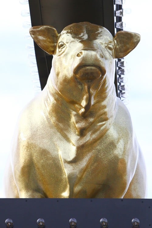 Golden Steer