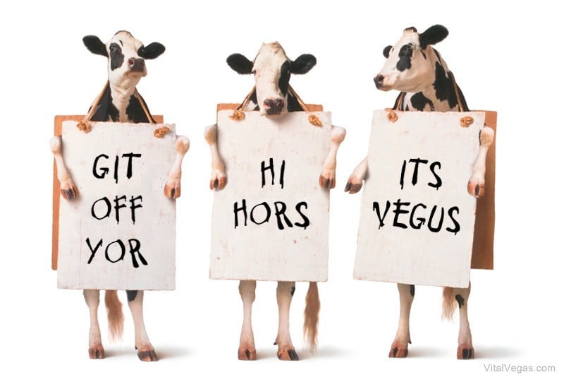 Chick-fil-A cows