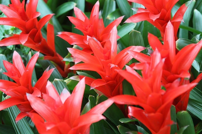 Well, they couldn't very well call it a Botanical Garden without some botanicals, could they?