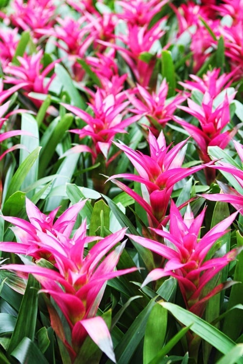 Bellagio Conservatory flowers