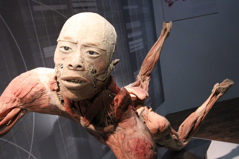 Vital Vegas Podcast, Episode 25: Real Bodies at Bally’s is Creepy, Enlightening Good Fun