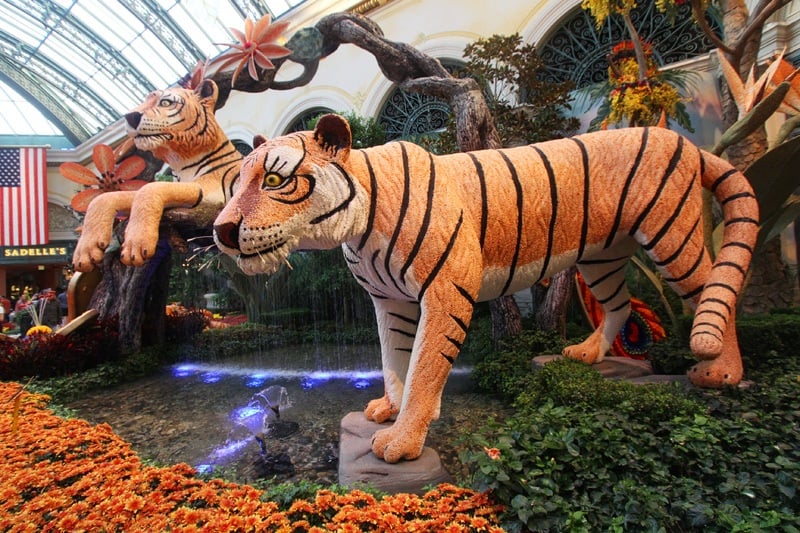 Bellagio Conservatory's new display: 'Eye of the Tiger' honors Asian  culture — PHOTOS, The Strip