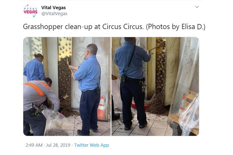 Vegas grasshoppers