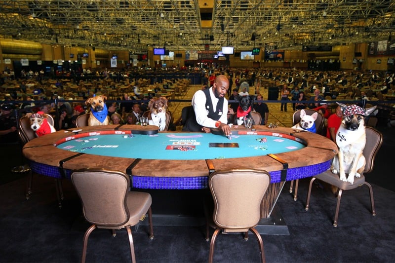 WSOP dogs