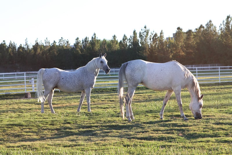 Wayne Newton Arabians