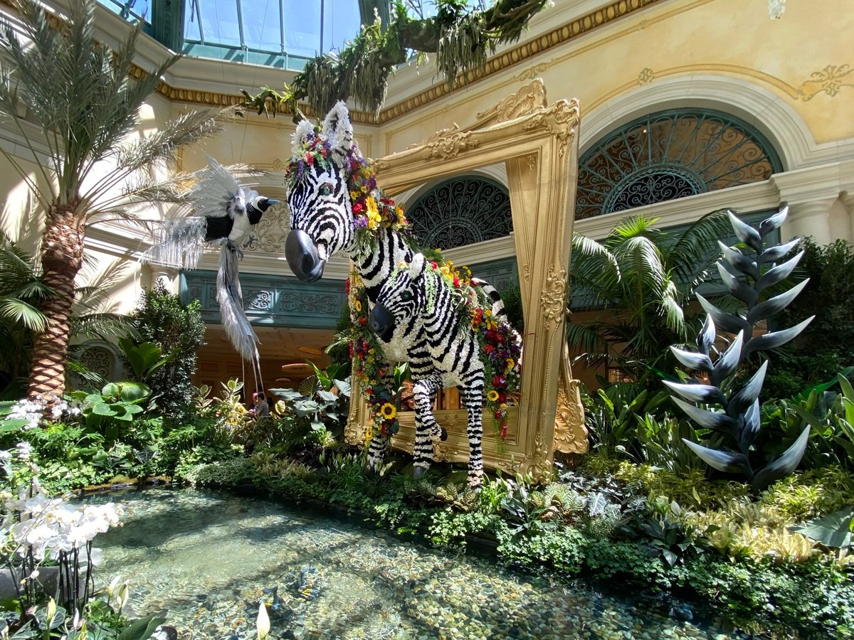 Bellagio Conservatory's new display: 'Eye of the Tiger' honors