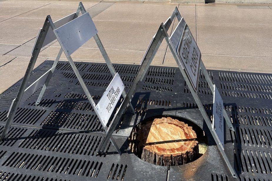 Bellagio Hacks Down Trees to Make Way for F1 Grandstand