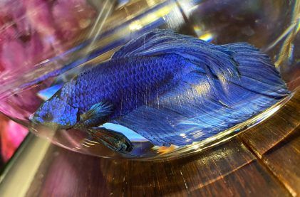 Jayde at 16 Restaurant Opens at M Resort, Causes Minor Katzenjammer