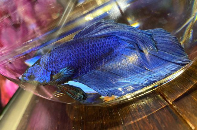 Jayde at 16 Restaurant Opens at M Resort, Causes Minor Katzenjammer