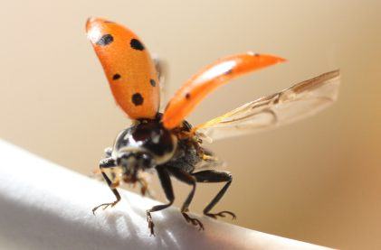Resorts World Releases 112,000 Ladybugs to Help Fight Pests