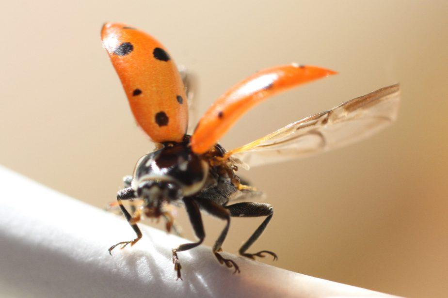 Resorts World Releases 112,000 Ladybugs to Help Fight Pests