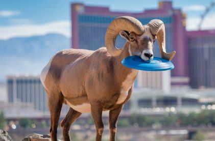 Las Vegas to Get Yet Another Pro Sports Team: Vegas Bighorns Frisbee
