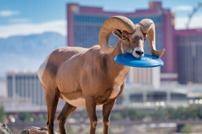 Las Vegas to Get Yet Another Pro Sports Team: Vegas Bighorns Frisbee