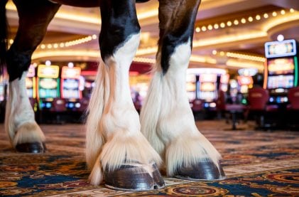 Video Captures Budweiser Clydesdale Inside Casino Nearly Beheading Someone