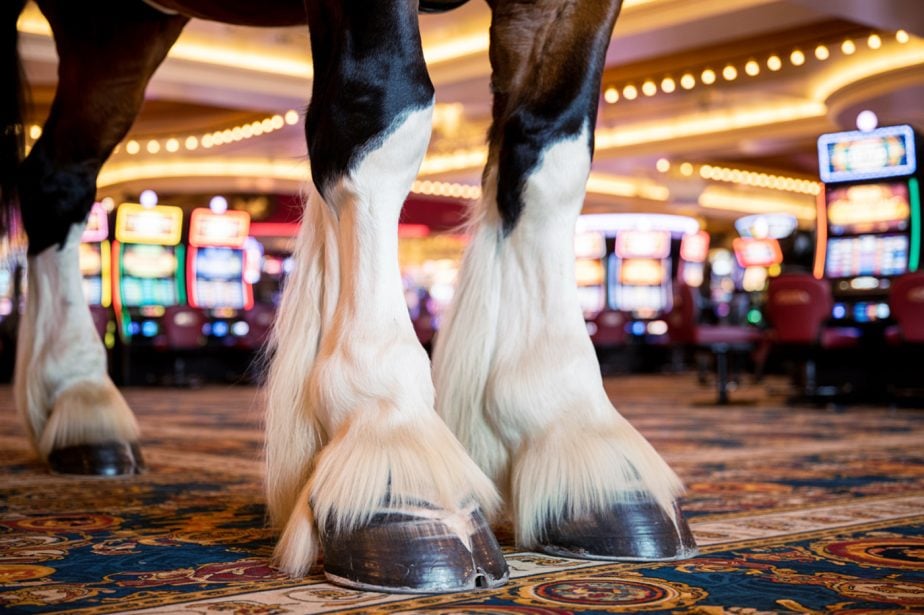 Video Captures Budweiser Clydesdale Inside Casino Nearly Beheading Someone