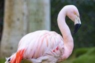 Asshat Who Terrorized Peachy the Flamingo Found Guilty