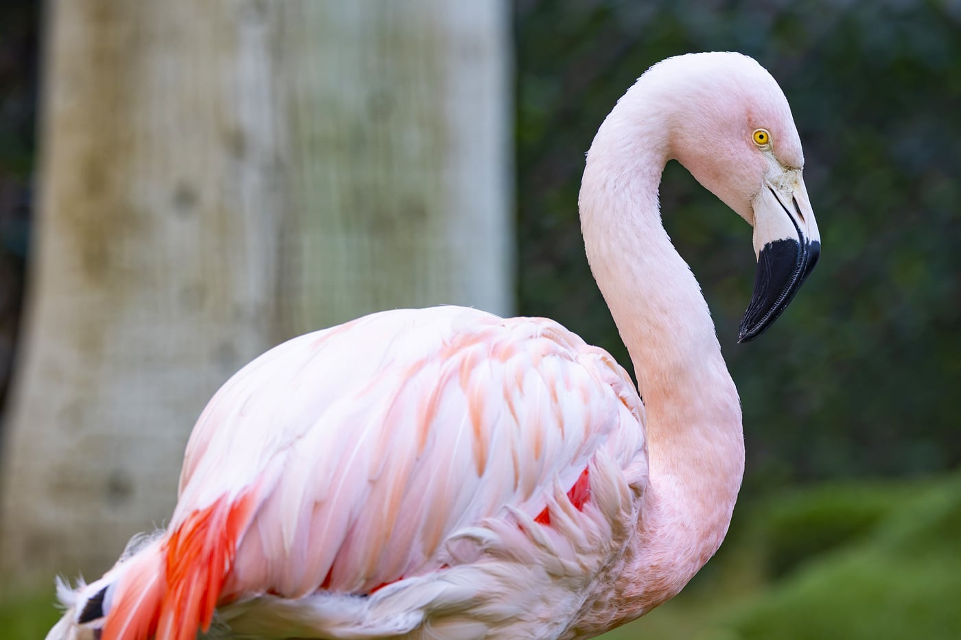 Asshat Who Terrorized Peachy the Flamingo Found Guilty