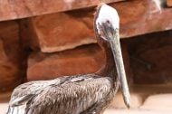 Flamingo Habitat’s Bugsy the Pelican Goes to the Great Aviary in the Sky