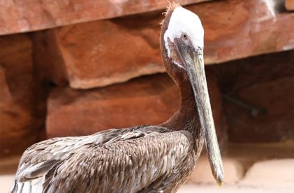 Flamingo Habitat’s Bugsy the Pelican Goes to the Great Aviary in the Sky