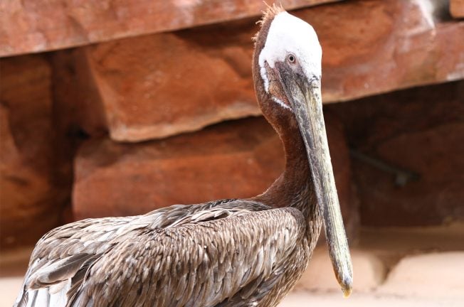 Flamingo Habitat’s Bugsy the Pelican Goes to the Great Aviary in the Sky
